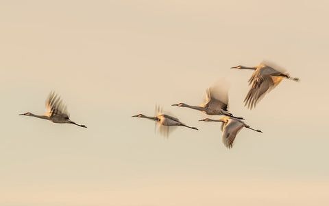 Untitled White Modern Wood Framed Art Print with Double Matting by Wang, Qingsong