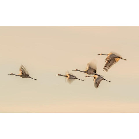 Untitled Gold Ornate Wood Framed Art Print with Double Matting by Wang, Qingsong