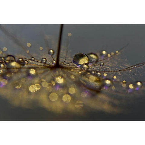 Golden Purple White Modern Wood Framed Art Print by Westum, Heidi