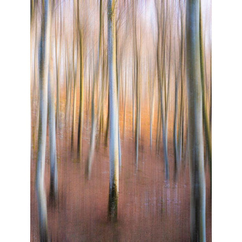 Magic Woodland White Modern Wood Framed Art Print by Zanin, Riccardo