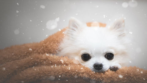 One Day In Winter Black Ornate Wood Framed Art Print with Double Matting by Lienjp