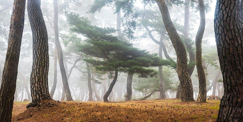 In The Misty Pine Forest Black Ornate Wood Framed Art Print with Double Matting by Ryu, Jaeyoun
