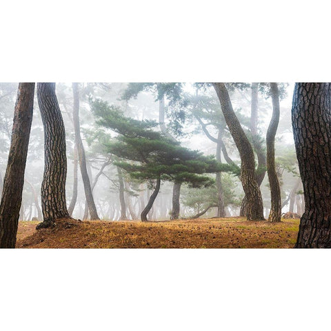 In The Misty Pine Forest Black Modern Wood Framed Art Print by Ryu, Jaeyoun