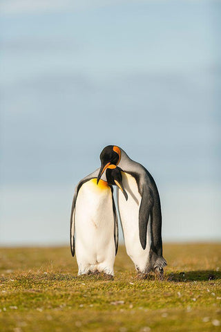 King Penguins Couple White Modern Wood Framed Art Print with Double Matting by Gil Raga, Joan