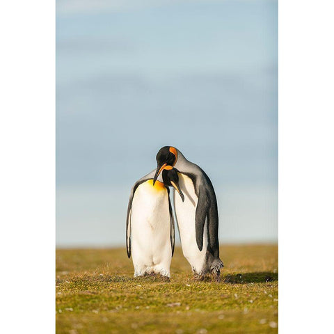 King Penguins Couple Gold Ornate Wood Framed Art Print with Double Matting by Gil Raga, Joan