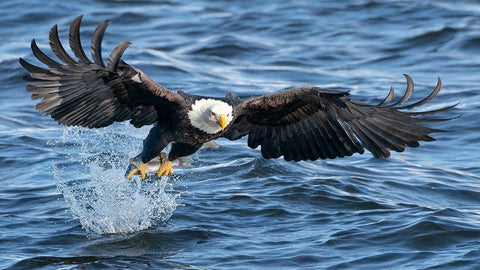 King Of Mississippi Black Ornate Wood Framed Art Print with Double Matting by Fan, John