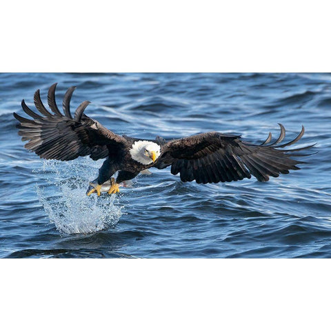 King Of Mississippi Black Modern Wood Framed Art Print by Fan, John