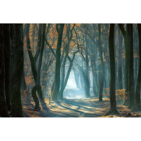 Cold Light White Modern Wood Framed Art Print by Borggreve, Ellen