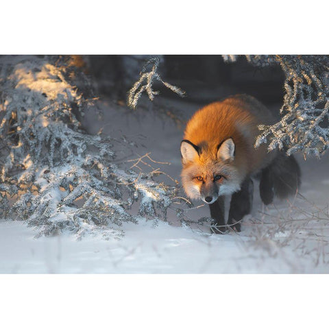 Red Fox White Modern Wood Framed Art Print by Marchegiani, Roberto