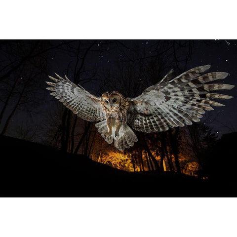 Tawny Owl And The False Fire Gold Ornate Wood Framed Art Print with Double Matting by Moglia, Fabrizio