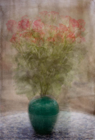 Roses On A Tuesday White Modern Wood Framed Art Print with Double Matting by Holmstrom, Katarina