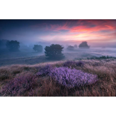 Qthe Colors Of Heatherq White Modern Wood Framed Art Print by Pachula, Adam