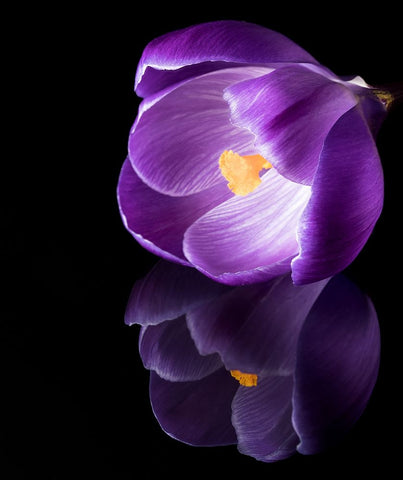 Crocus Flower With Reflections White Modern Wood Framed Art Print with Double Matting by Gade, Jens