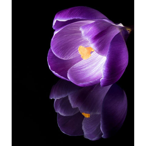Crocus Flower With Reflections Black Modern Wood Framed Art Print by Gade, Jens
