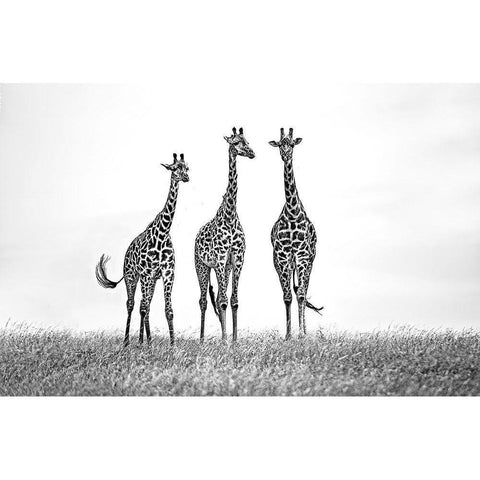 Giraffes In The  Mara Plains White Modern Wood Framed Art Print by Ortega, Xavier