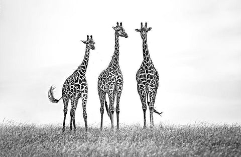 Giraffes In The  Mara Plains White Modern Wood Framed Art Print with Double Matting by Ortega, Xavier