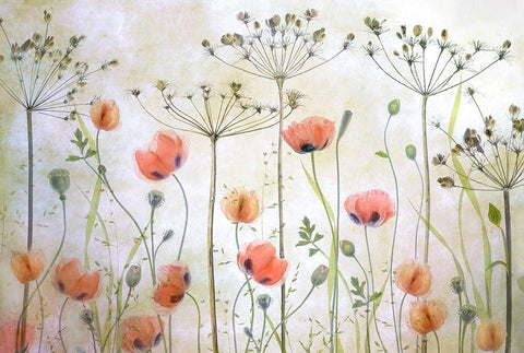 Poppy Meadow White Modern Wood Framed Art Print with Double Matting by Disher, Mandy