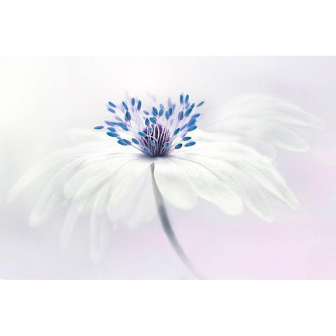 Anemone Blanda White Modern Wood Framed Art Print by Parker, Jacky