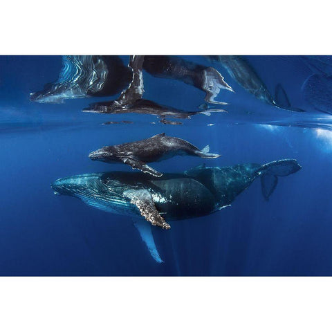 Reflections Black Modern Wood Framed Art Print with Double Matting by Peneau, Cedric