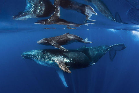 Reflections White Modern Wood Framed Art Print with Double Matting by Peneau, Cedric