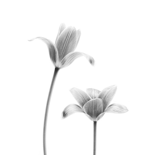 Image Only