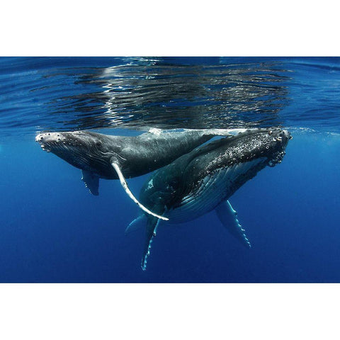 Mother And Son Black Modern Wood Framed Art Print by Peneau, Cedric