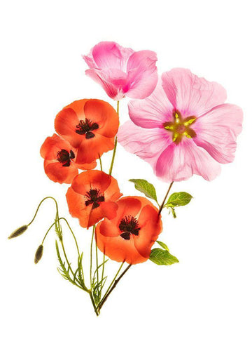 Flower Composition Iii White Modern Wood Framed Art Print with Double Matting by Yakubovitch, Azriel