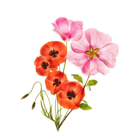 Flower Composition Iii White Modern Wood Framed Art Print by Yakubovitch, Azriel