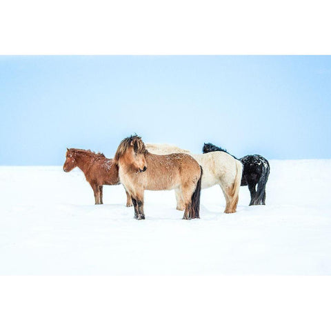 Horses In Color White Modern Wood Framed Art Print by Faris