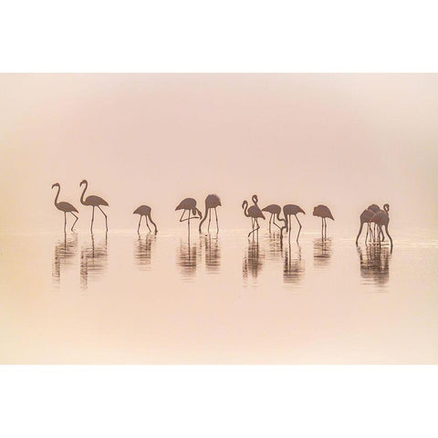 Flamingos In The Mist Black Modern Wood Framed Art Print with Double Matting by C. Sink, Jeffrey