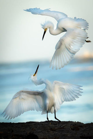 Snowy Egret Tango White Modern Wood Framed Art Print with Double Matting by Khataw, Ali