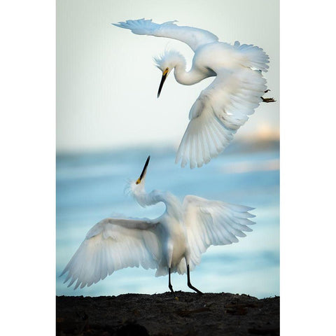 Snowy Egret Tango Black Modern Wood Framed Art Print by Khataw, Ali