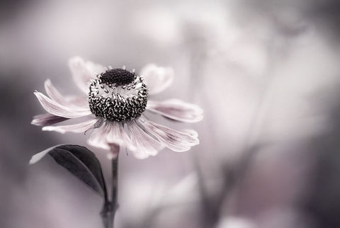Helenium White Modern Wood Framed Art Print with Double Matting by Disher, Mandy