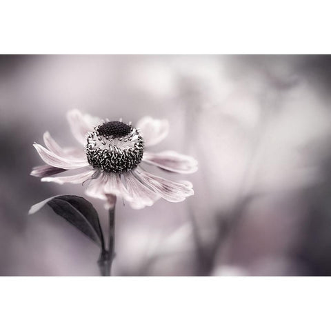 Helenium Gold Ornate Wood Framed Art Print with Double Matting by Disher, Mandy