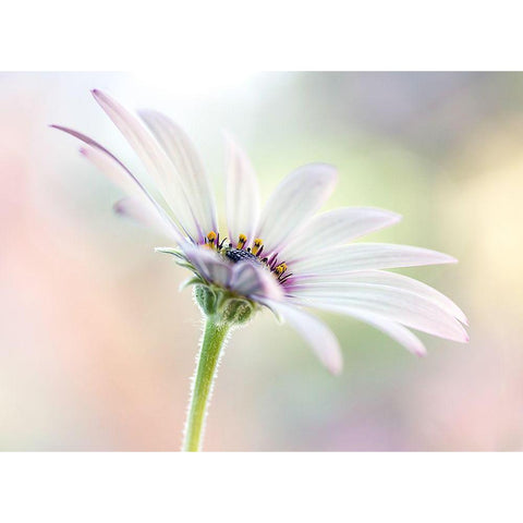 Cape Daisy White Modern Wood Framed Art Print by Disher, Mandy