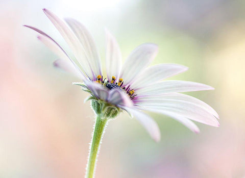 Cape Daisy Black Ornate Wood Framed Art Print with Double Matting by Disher, Mandy