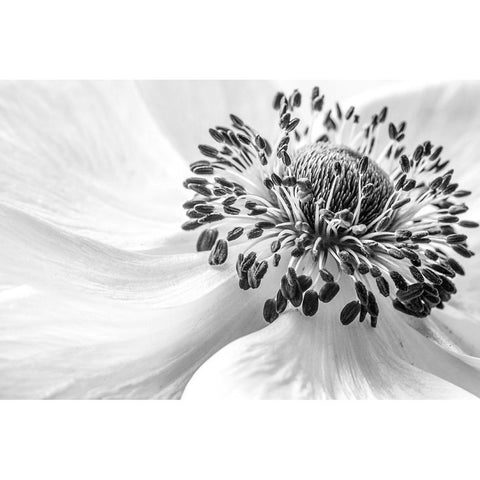 Anemone Black Modern Wood Framed Art Print with Double Matting by Disher, Mandy