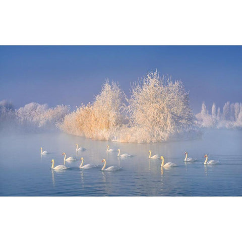 Swan Lake White Modern Wood Framed Art Print by Zhu, Hua