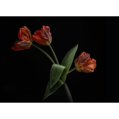 Tulips In Vase Black Modern Wood Framed Art Print with Double Matting by Gronkjar, Lotte