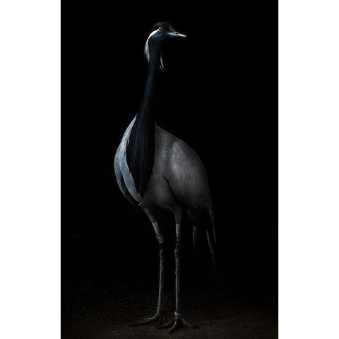 Demoiselle Crane Portrait Ii White Modern Wood Framed Art Print by Pascual Buye, Santiago