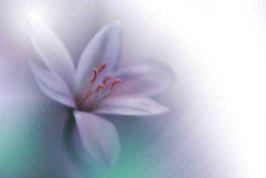 Image Only