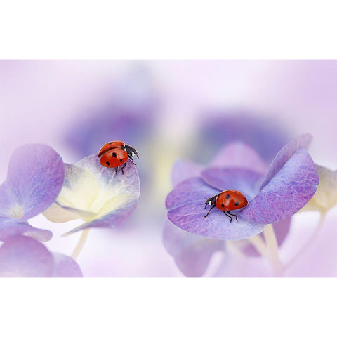 Red And Purple Black Modern Wood Framed Art Print with Double Matting by Van Deelen, Ellen