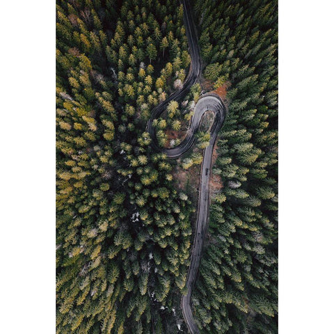 Forest Vibes Gold Ornate Wood Framed Art Print with Double Matting by Beata, Angyalosi