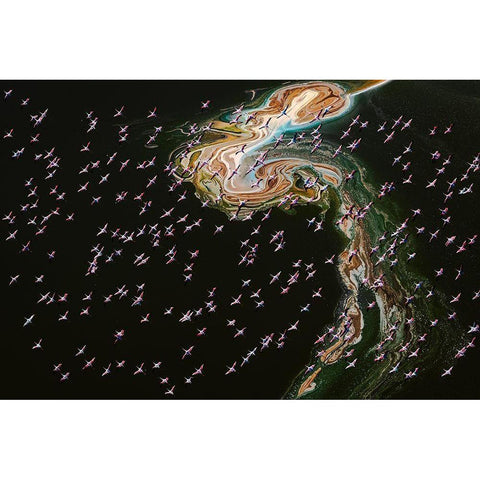 Hundreds Of Flamingos Black Modern Wood Framed Art Print by J. Chen, John