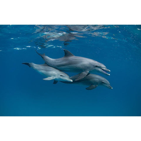 Dolphins Black Modern Wood Framed Art Print by Molinari, Romano