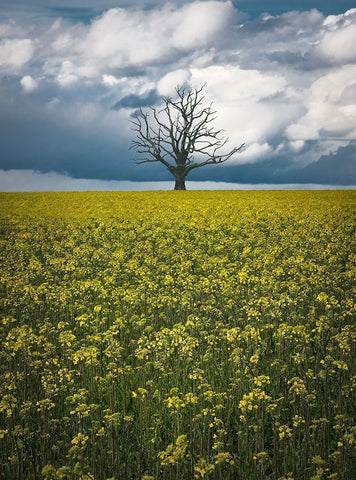 Oaktree On Canolafield White Modern Wood Framed Art Print with Double Matting by Lindsten, Christian