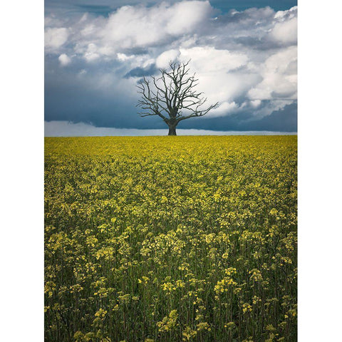 Oaktree On Canolafield Black Modern Wood Framed Art Print with Double Matting by Lindsten, Christian