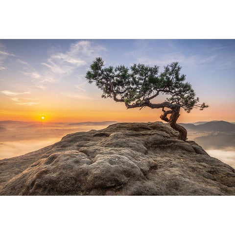 Old Pine Gold Ornate Wood Framed Art Print with Double Matting by Siegel, Thomas