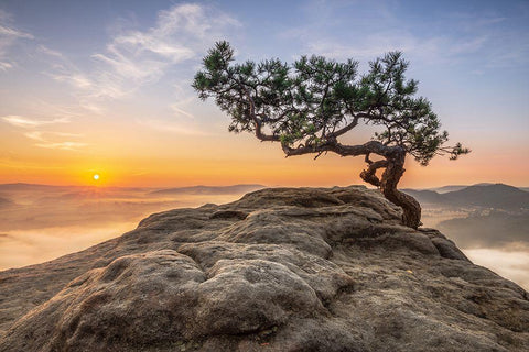 Old Pine Black Ornate Wood Framed Art Print with Double Matting by Siegel, Thomas