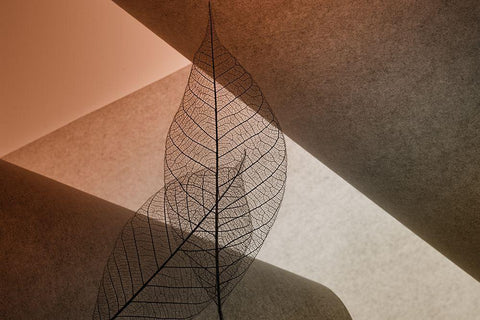 Leafs White Modern Wood Framed Art Print with Double Matting by Kowatari, Shihya